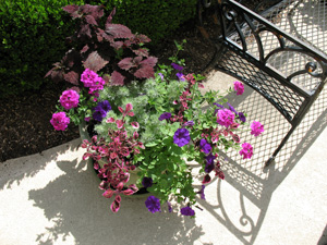 Figure 3. A container planting with various
shades and tints of purple.